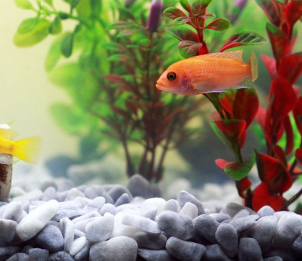 Aquarium-Fish-Care-All-About-Start-Up-696x602.jpg