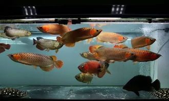 彩裙鱼混养指南：打造完美水族箱的秘诀！