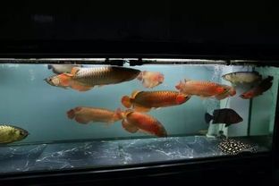 彩裙鱼混养指南：打造完美水族箱的秘诀！