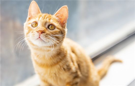 布偶猫能吃鱼吗 布偶猫能吃鱼不