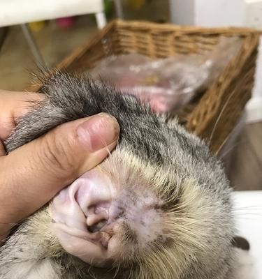 宠物护理须知、猫咪耳朵保健、圆形伤口治疗（宠物护理须知）
