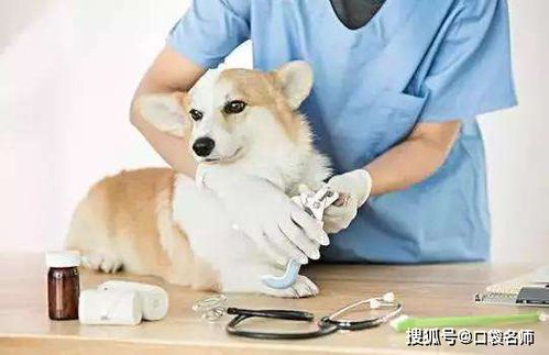 宠物尿血,专业治疗攻略!