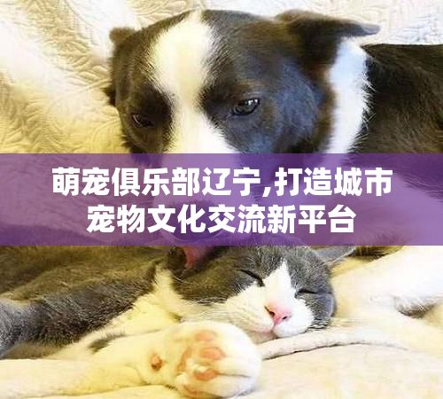 萌宠俱乐部辽宁,打造城市宠物文化交流新平台