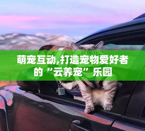 萌宠互动,打造宠物爱好者的“云养宠”乐园