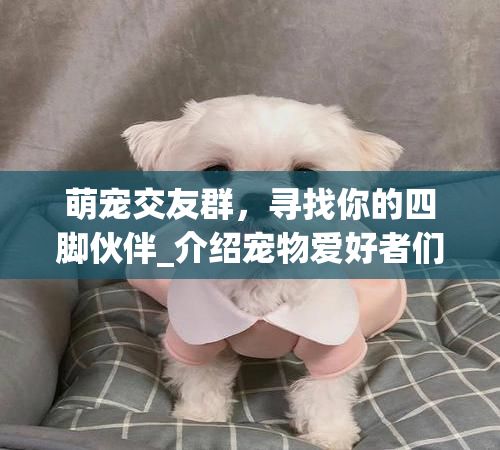 萌宠交友群，寻找你的四脚伙伴_介绍宠物爱好者们的聚集地