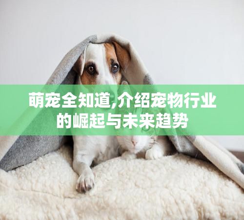 萌宠全知道,介绍宠物行业的崛起与未来趋势