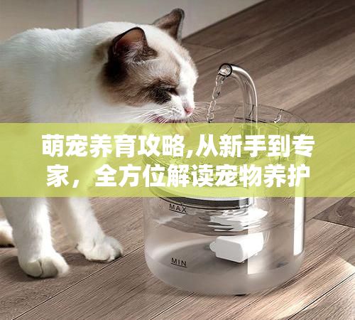 萌宠养育攻略,从新手到专家，全方位解读宠物养护艺术