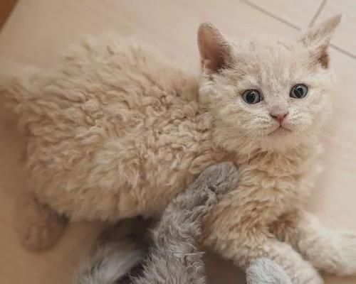 如何养护塞尔凯克卷毛猫（全面了解塞尔凯克卷毛猫的特点和习性）