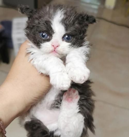 如何养护塞尔凯克卷毛猫（全面了解塞尔凯克卷毛猫的特点和习性）