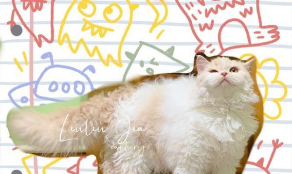 如何养护塞尔凯克卷毛猫（全面了解塞尔凯克卷毛猫的特点和习性）