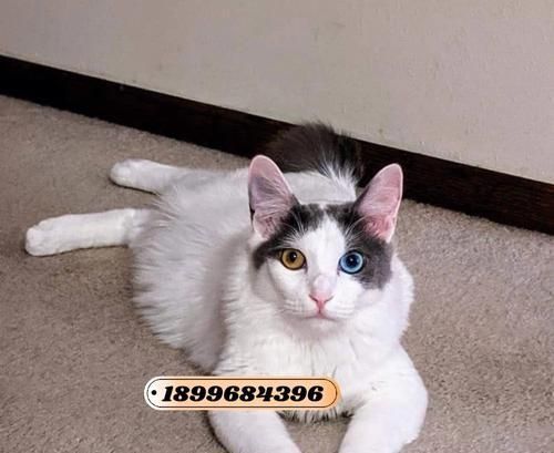 如何正确饲养日本短尾猫（一只健康快乐的日本短尾猫的养护秘籍）