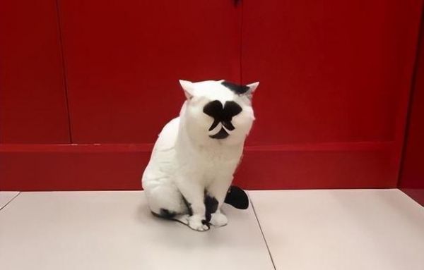活泼的奶牛猫养护指南（宠物为主，让奶牛猫成为你的好伙伴）