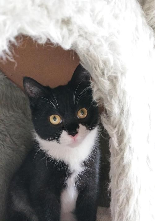 活泼的奶牛猫养护指南（宠物为主，让奶牛猫成为你的好伙伴）
