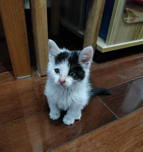 活泼的奶牛猫养护指南（宠物为主，让奶牛猫成为你的好伙伴）