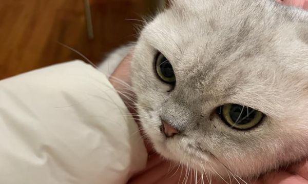 如何让猫外驱内驱（宠物养护秘籍）
