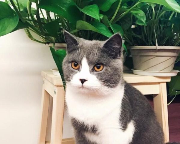 小猫养护全攻略（如何在家中为宠物小猫提供生活条件）