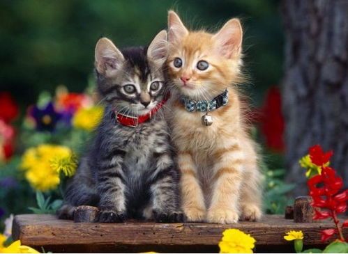 “猫咪养护秘籍：告别异味，打造清新猫窝”