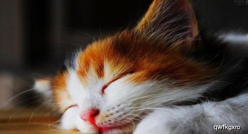 “猫咪养护秘籍：告别异味，打造清新猫窝”