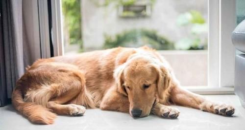 狗狗羊肉过敏了怎么办？如何处理宠物食物过敏？