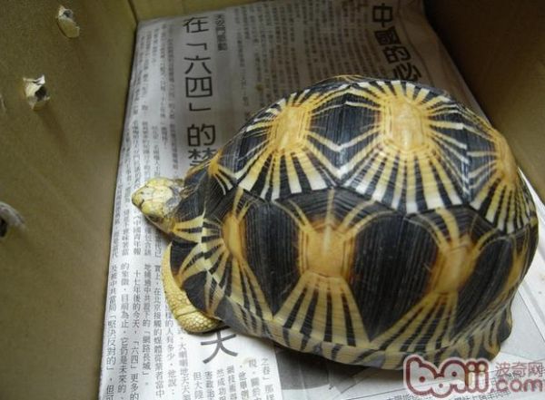 辐射陆龟的形态特征