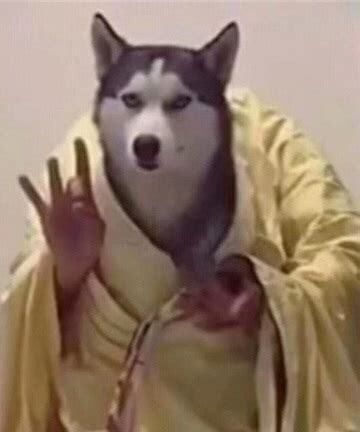 如何养菜狗视频教程