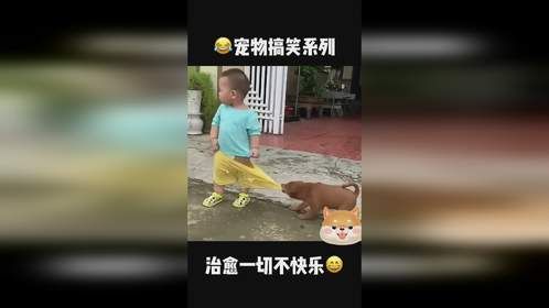 萌宠搞笑视频集锦 狗狗猫咪搞笑视频赏