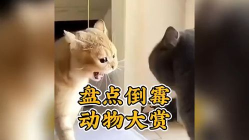 盘点沙雕动物迷惑行为大赏