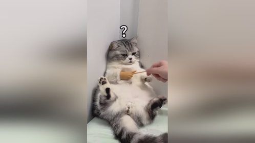 喵喵，这手套正合适！
