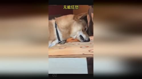 无能狂怒 ，这狗成精了 ，笑不活了.....