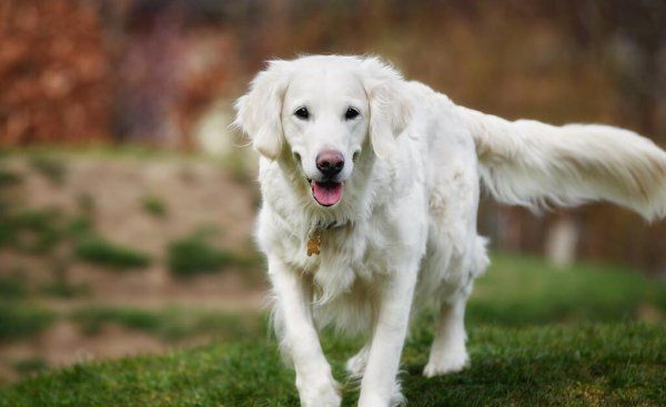 中国允许养的大型犬