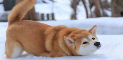 柴犬什么颜色最稀有 白色的为什么便宜