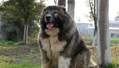 7000元的高加索犬好不好