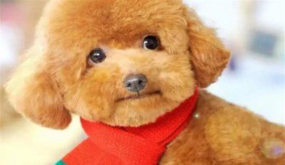 贵宾犬900元能买到吗 900元能买到贵宾犬吗?