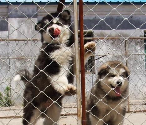 犬舍管理的必要性（从宠物健康、舒适出发，构建完善的管理体系）