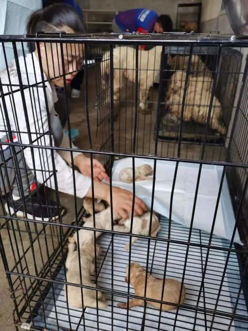 “宠物生活圈，榆次犬舍小站”