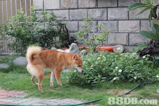 “宠物生活圈，榆次犬舍小站”