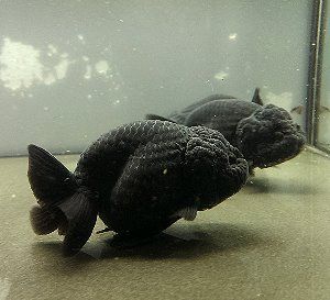 黑兰寿