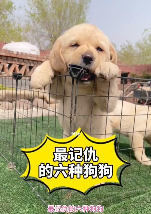 CKU鉴定5星犬舍，选取最优宠物（以CKU为标准）
