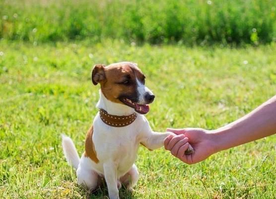 让宠物狗狗养成优秀生活习惯的10个窍门（如何让狗狗变得听话、干净、有、健康与幸福？）