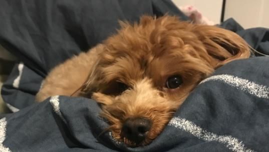 小狗的睡眠习惯与健康（让宠物睡个好觉）