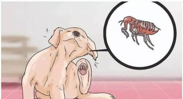 养狗必知（掌握狗狗遛步的正确次数，让您的宠物更听话和健康）
