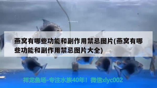 赣州水族馆特鱼氏鱼缸 野生埃及神仙鱼 第2张
