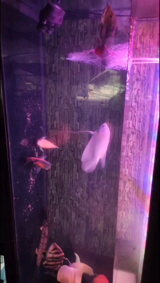 丽水水族馆一换水就拉屎 战车红龙鱼 第1张