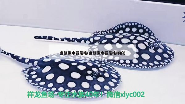 丽水水族馆一换水就拉屎 战车红龙鱼 第2张