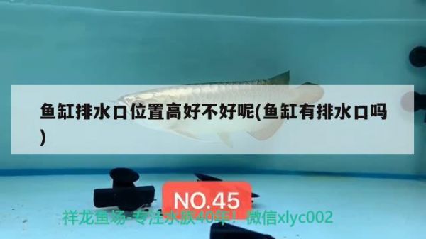丽水水族馆一换水就拉屎 战车红龙鱼 第3张