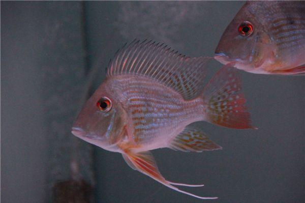 绍兴鱼友圈水族宠物用品有限公司（绍兴鱼友圈水族宠物用品有限公司电话） 全国水族馆企业名录