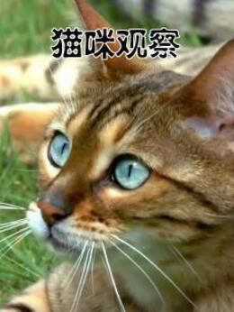 猫咪观察高清海报