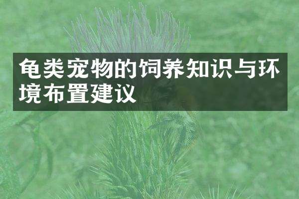 龟类宠物的饲养知识与环境布置建议