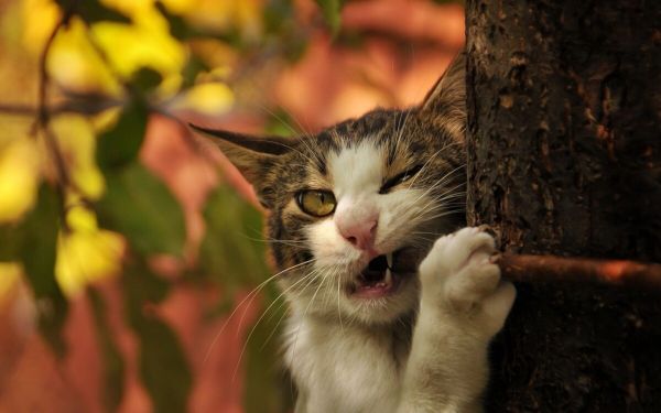 猫咪笼养好还是散养好？说说我为什么不建议笼养