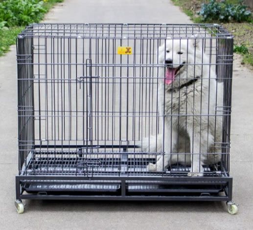 幼犬适合关在笼子里吗?家里有笼子的铲屎官注意了